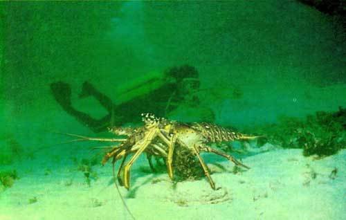 Сюрпризы моря - i_064.jpg