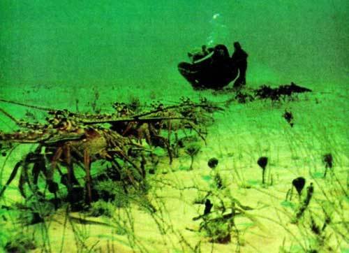 Сюрпризы моря - i_065.jpg