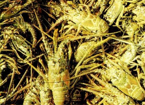 Сюрпризы моря - i_066.jpg