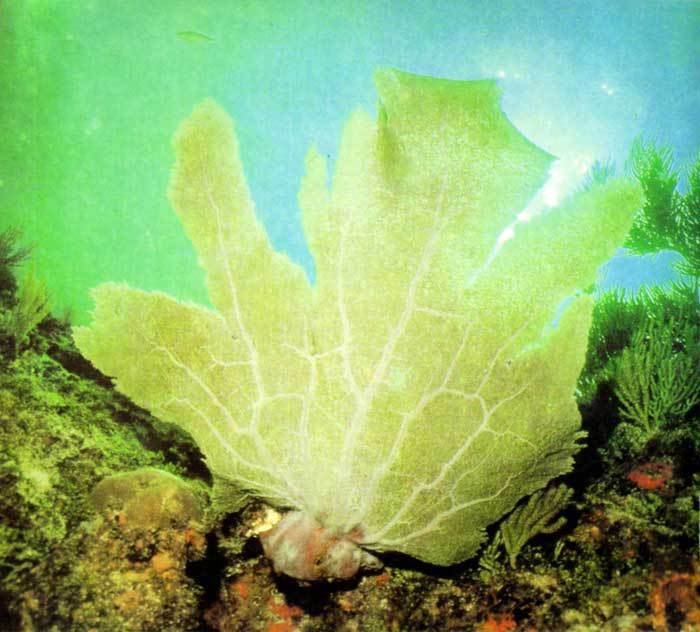 Сюрпризы моря - i_068.jpg