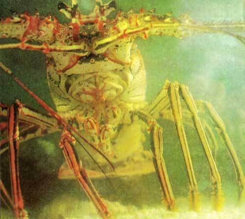 Сюрпризы моря - i_070.jpg