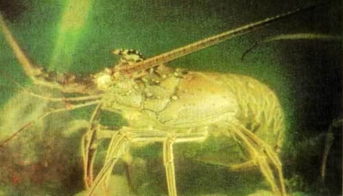 Сюрпризы моря - i_071.jpg