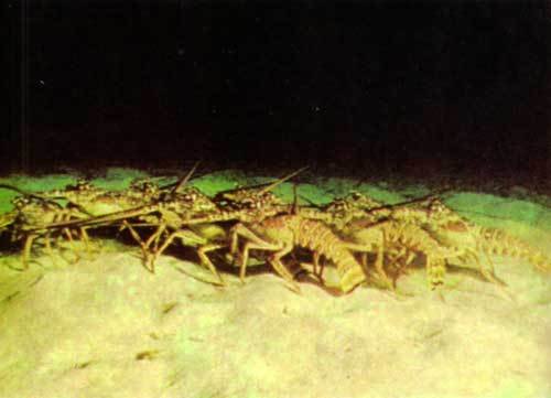 Сюрпризы моря - i_074.jpg