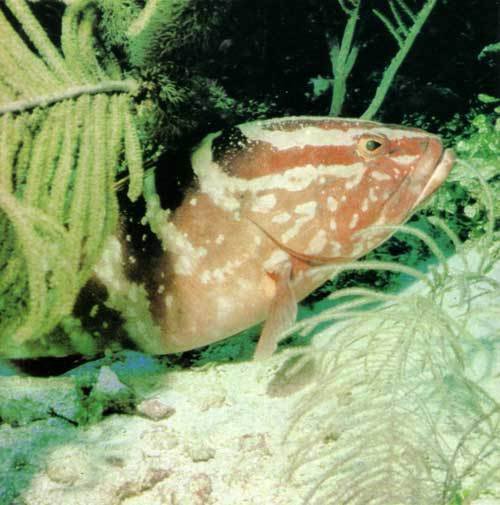 Сюрпризы моря - i_075.jpg