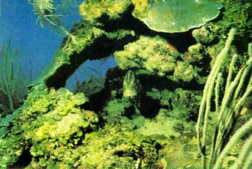 Сюрпризы моря - i_092.jpg