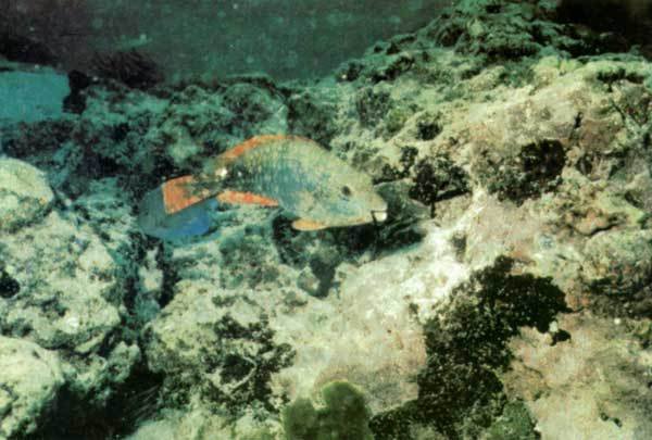 Сюрпризы моря - i_093.jpg