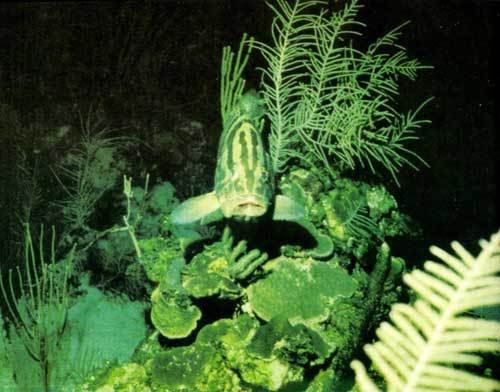 Сюрпризы моря - i_094.jpg