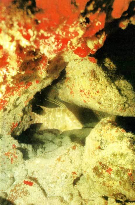 Сюрпризы моря - i_095.jpg