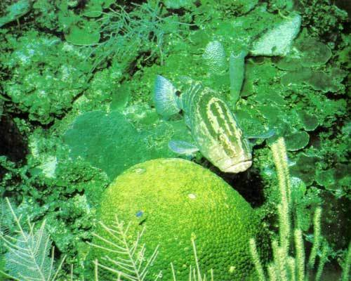 Сюрпризы моря - i_096.jpg