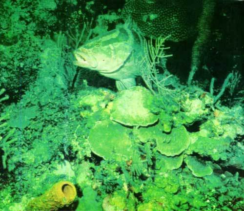 Сюрпризы моря - i_097.jpg