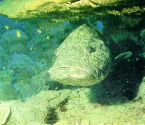 Сюрпризы моря - i_098.jpg