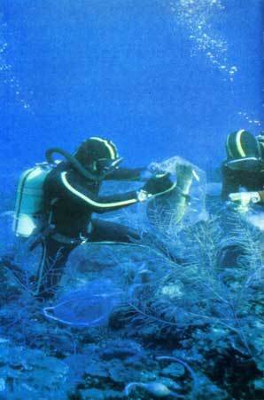 Сюрпризы моря - i_100.jpg