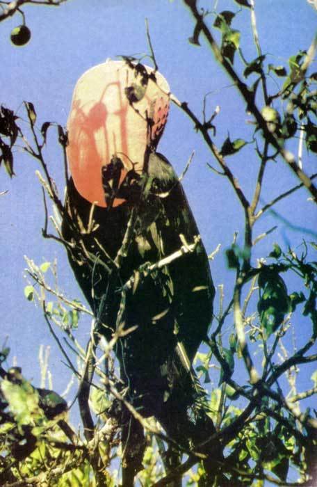 Сюрпризы моря - i_106.jpg