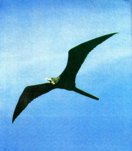 Сюрпризы моря - i_110.jpg