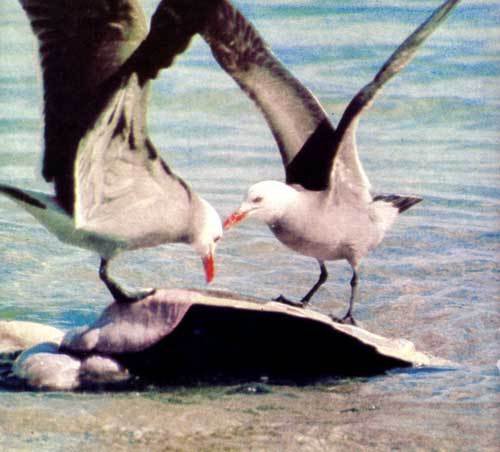 Сюрпризы моря - i_111.jpg