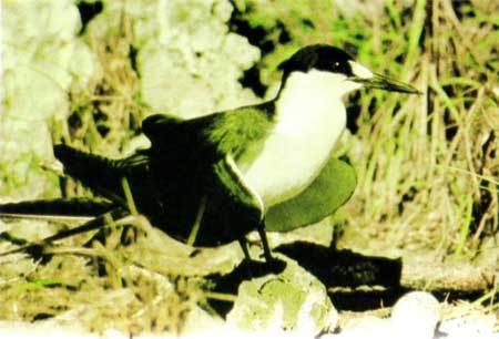 Сюрпризы моря - i_113.jpg