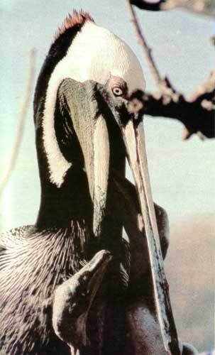 Сюрпризы моря - i_122.jpg