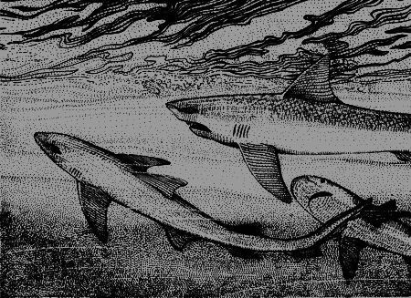 Сюрпризы моря - i_147.png