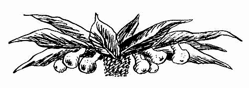 Дядюшка Свирид, Барбарисские острова и белый чайник - i_036.png