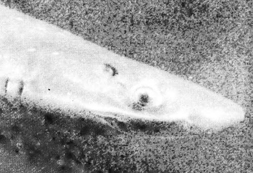 Искатель. 1962. Выпуск №5 - i_028.jpg