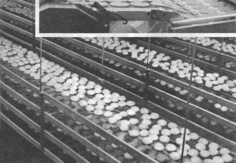 McDonald's. О чем молчит БИГМАК? - i_030.jpg