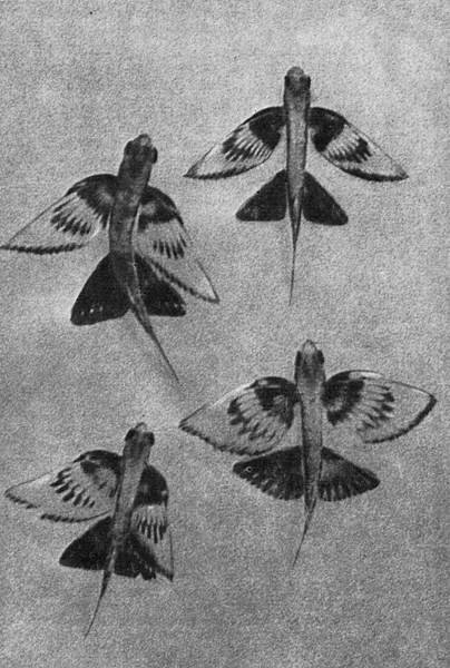 Рассказы о змеях, крокодилах, черепахах, лягушках, рыбах - i_025.jpg