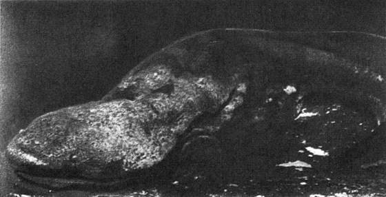 Рассказы о змеях, крокодилах, черепахах, лягушках, рыбах - i_033.jpg