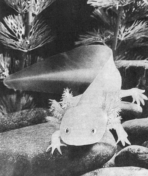 Рассказы о змеях, крокодилах, черепахах, лягушках, рыбах - i_034.jpg