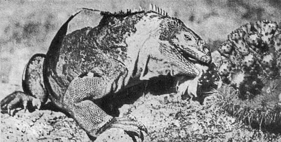 Рассказы о змеях, крокодилах, черепахах, лягушках, рыбах - i_056.jpg