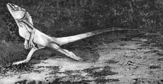 Рассказы о змеях, крокодилах, черепахах, лягушках, рыбах - i_057.jpg