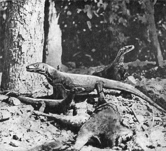 Рассказы о змеях, крокодилах, черепахах, лягушках, рыбах - i_058.jpg