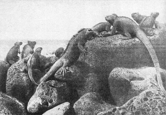 Рассказы о змеях, крокодилах, черепахах, лягушках, рыбах - i_060.jpg