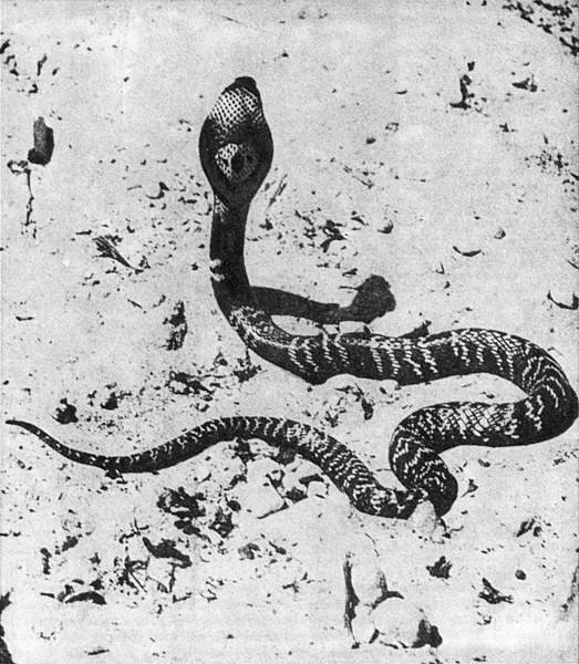 Рассказы о змеях, крокодилах, черепахах, лягушках, рыбах - i_064.jpg