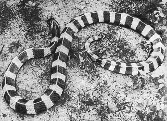 Рассказы о змеях, крокодилах, черепахах, лягушках, рыбах - i_065.jpg