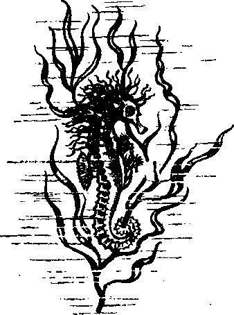 Происшествия под водой - i_004.jpg