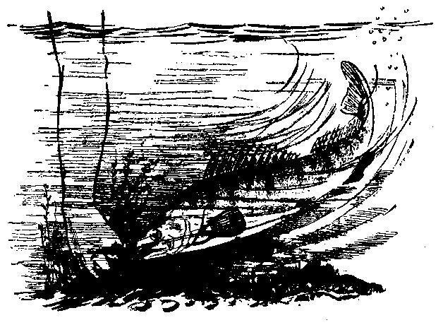 Происшествия под водой - i_006.jpg