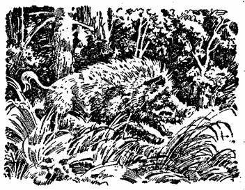 Падь Золотая - any2fbimgloader18.jpeg