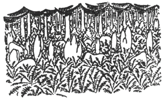 Рассказы северных ветров, или По пабам и паркам - pic_75.png