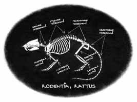 Дневник профессора Гаргульи - _5.jpg