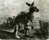 Мир животных Том 1 - i_025.jpg