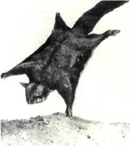 Мир животных Том 1 - i_039.jpg