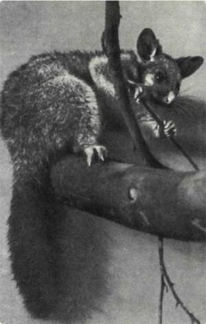 Мир животных Том 1 - i_043.jpg