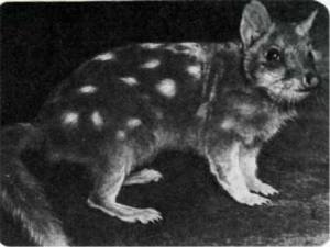 Мир животных Том 1 - i_054.jpg