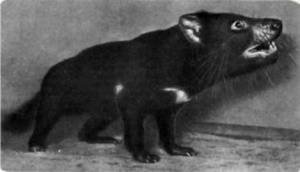 Мир животных Том 1 - i_055.jpg