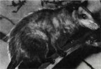 Мир животных Том 1 - i_057.jpg