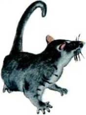 Мир животных Том 1 - i_061.jpg