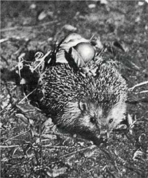 Мир животных Том 1 - i_064.jpg