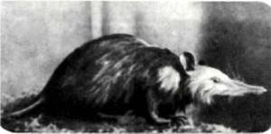 Мир животных Том 1 - i_076.jpg