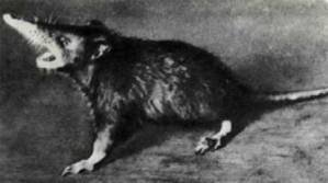 Мир животных Том 1 - i_077.jpg