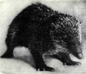 Мир животных Том 1 - i_078.jpg